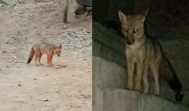 El zorro que fue comprado como canino en una tienda clandestina del Centro de Lima tendrá un nuevo hogar. Foto: Urpi / La República