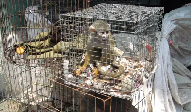 La Autoridad Nacional Forestal y de Fauna Silvestre brindó el soporte técnico para la formulación de la ordenanza. Foto: La República