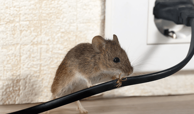 Soñar que las ratas ingresan a nuestra casa es una advertencia de que algo malo se avecina