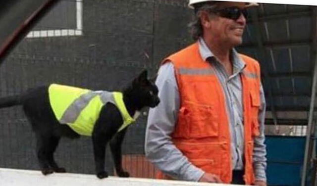 Facebook viral: gatito se refugia en una construcción y los obreros lo adoptan al integrarlo a su equipo