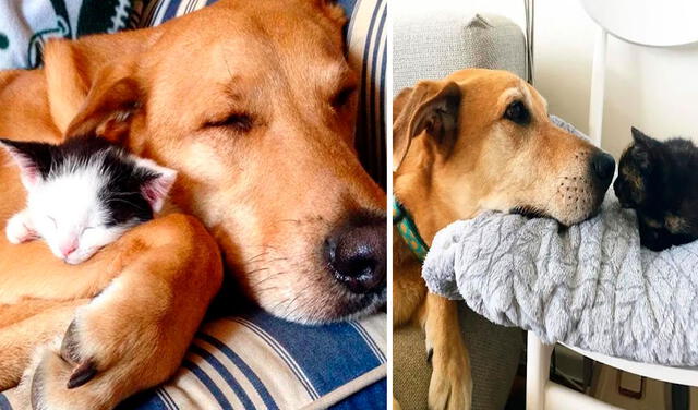 Facebook viral: perro cuida a los gatos rescatados por sus dueños mientras les buscan un nuevo hogar
