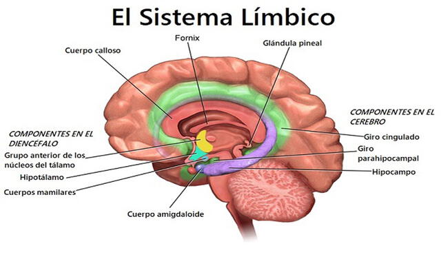 Cerebro. El sistema límbico regula las necesidades fisiológicas como el apetito y el deseo sexual  | Foto: Bruce Blaus / Creative Commons