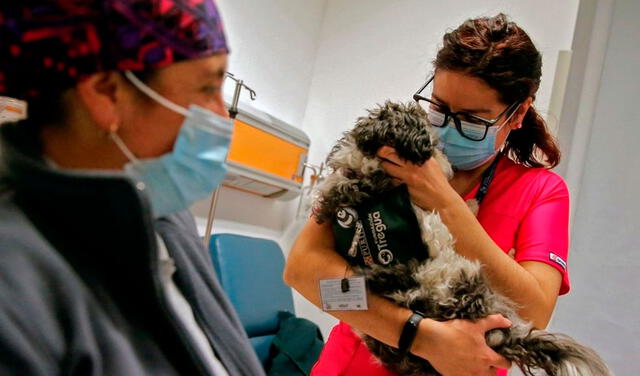 Chile: hospital usa terapia canina para ayudar a niños y personal agotados por la pandemia