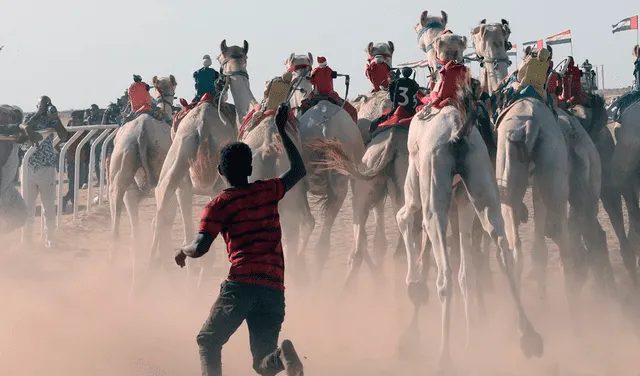 Cientos de camellos compiten en las carreras. Foto: EFE