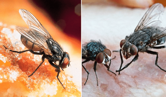 Las moscas que se posan en comidas no cocinadas representan un peligro para la salud