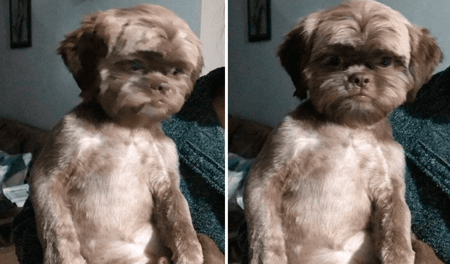 Lleva a su perro a la peluquería y se sorprende con el peculiar resultado