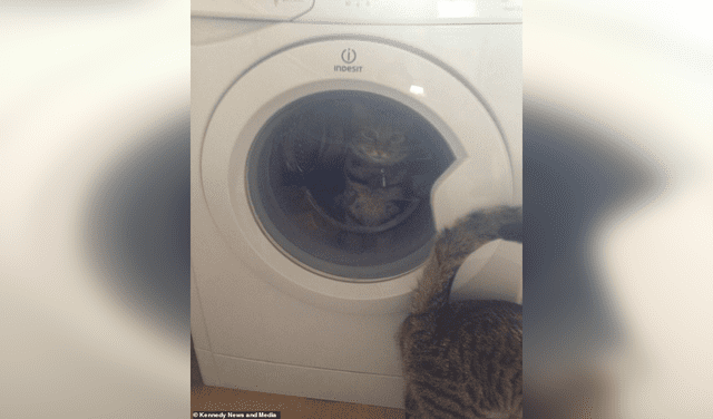 Captan a travieso gato encerrando a su ‘amiga’ dentro de una lavadora