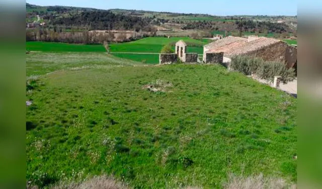 Facebook viral: ¿Ves al gato oculto entre en el campo? El reto viral que nadie supera en menos de 15 segundos