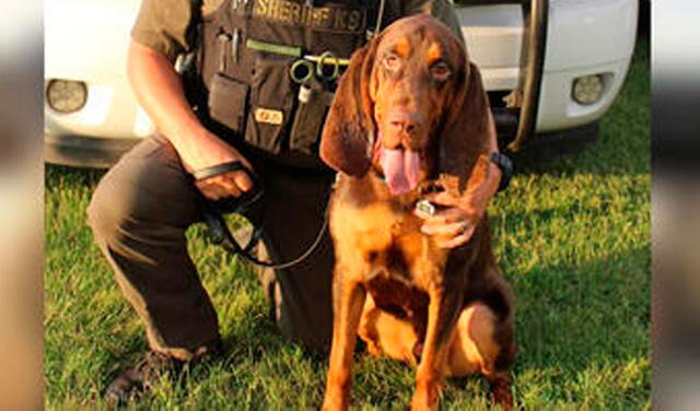 Fred, el perro sabueso que encontró a una niña secuestrada por su padre en EE. UU.