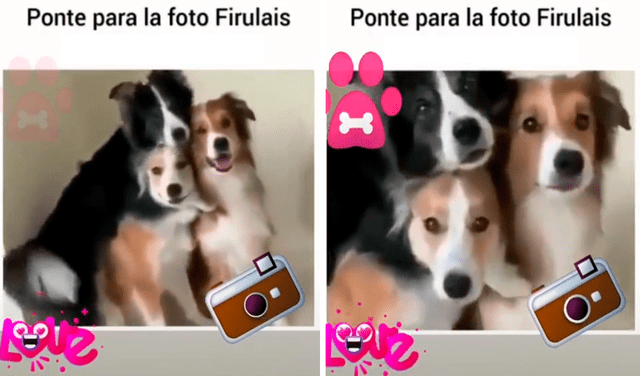 Perro protagoniza divertida escena durante sesión de fotos con sus ‘amigos’