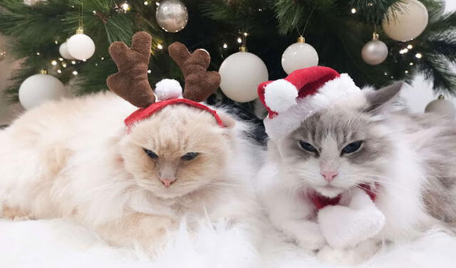 Facebook viral: joven encuentra una singular manera de impedir que su gato destruya su árbol de Navidad