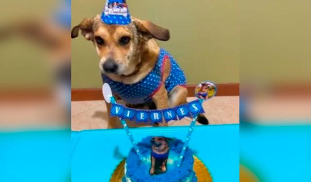Facebook viral: perrito celebra su primer cumpleaños luego de conseguir un hogar con su nueva familia