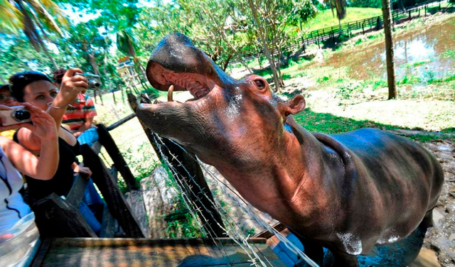 Hipopótamos que trajo Pablo Escobar a Colombia podrían ser declarados especie invasora