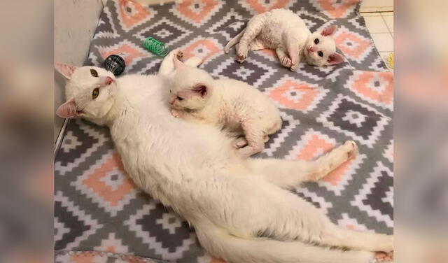Facebook viral: gatita callejera se refugia en el jardín de una casa para salvar la vida de sus crías
