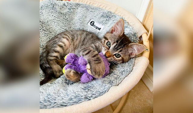 Facebook viral: gatita no quiere separarse de su peluche que le regalaron cuando fue rescatada