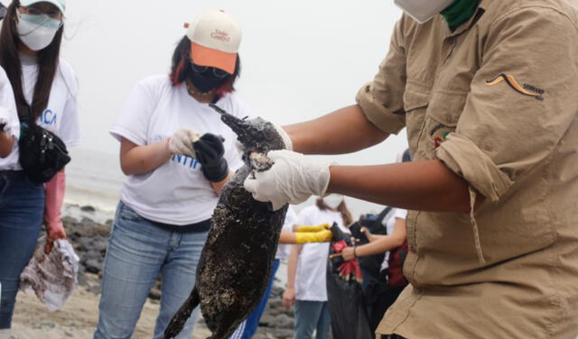 Solicitan apoyo de la Marina para rescatar animales en las islas tras derrame de petróleo