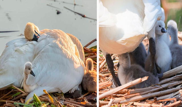 Facebook viral: cisne se encarga de cuidar a sus bebés después del fallecimiento de su ‘pareja’