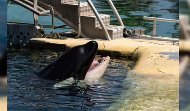 La orca sufrió durante varias horas tras haber perdido sus dientes. Foto: Facebook/One Voice