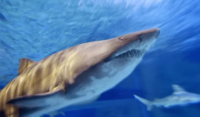 Soñar con el ataque de un tiburón se vincula con la autoestima de la persona. Foto: AFP