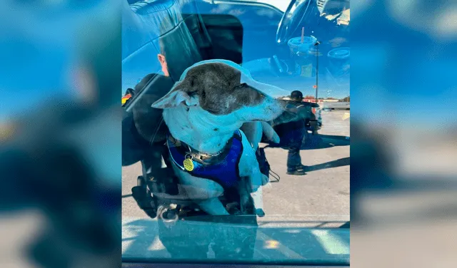 Los policías no podían creer que el perro conducía el auto. Foto: composición de LR/ captura de Facebook/@Departamento de Policía de Kilgore