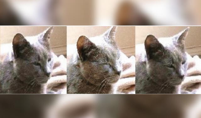 Secuencia de parpadeo de un gato desde una cara neutral hasta entrecerrar los ojos | Fotocaptura: nature.com / Scientific Reports