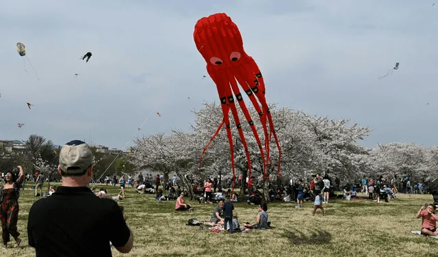 El Festival de cometas en flor es una de las muchas actividades que se realizan en Washington D.C. durante el mes de marzo y abril. Foto: AFP