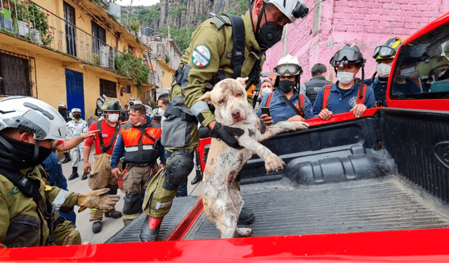 Militares logran rescatar a perrita sepultada durante tres días tras derrumbe de cerro