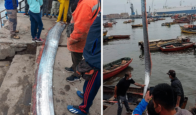Capturan gigantesco pez remo en Chile, cuya presencia se asocia a terremotos: cuál es el origen del mito