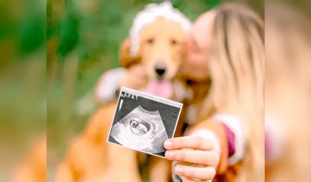 Perrita gestante se convierte en modelo para instar a la adopción de mascotas