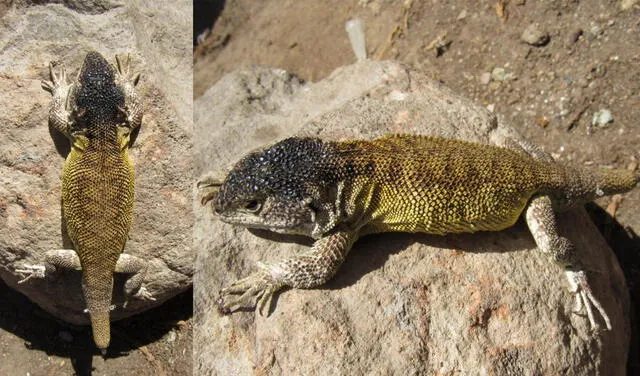 Nueva especie de lagartija se diferencia de otras por sus escamas. Foto: Sernanp