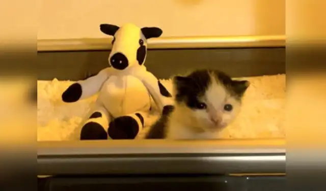 Facebook viral: Gatito rescatado no se separa de su vaca de peluche para irse a dormir