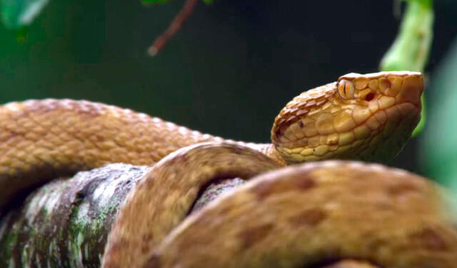 Isla de las cobras: el paraíso prohibido para humanos por ser el más peligroso del mundo