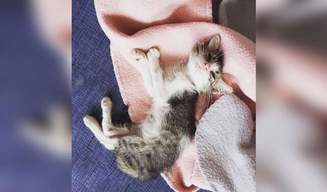 Facebook viral: joven encuentra a un gatito en mal estado y se lo lleva a su casa para cuidarlo