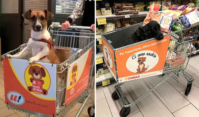 Facebook viral: tienda crea carros especiales para que los perros acompañen a sus dueños durante las compras