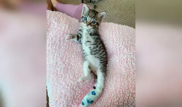 Facebook viral: rescata a gatito con discapacidad y lo acoge en su casa para ayudarlo en su recuperación