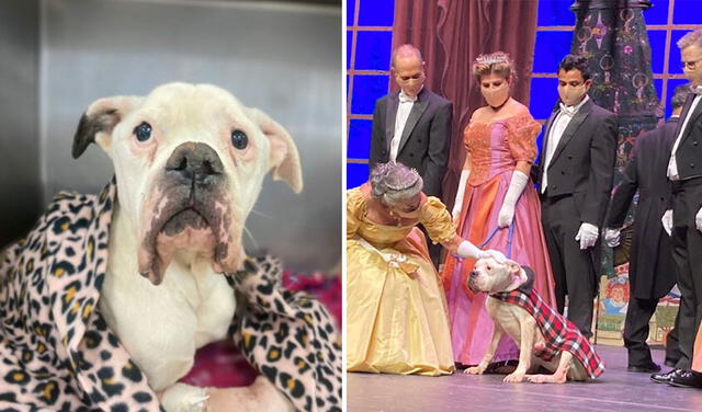 Facebook viral: perrita se convierte en la estrella de una obra teatral luego que fue rescatada de la calle