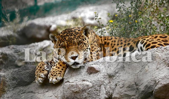 Felinos. El otorongo Inti tiene 18 años, un anciano. El  otro otorongo de Zoomundo es Salomón, de 5 años. Foto: Rodrigo Talavera/ La República