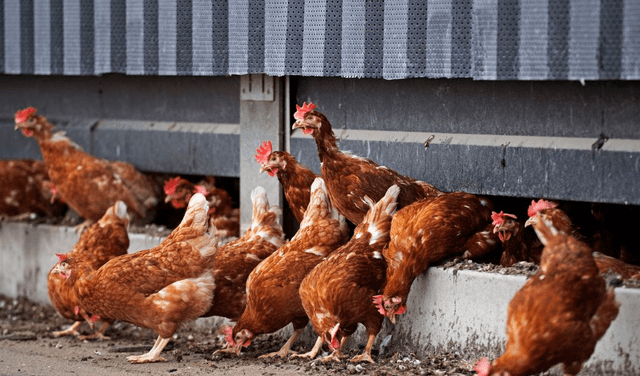 Alemania y Países Bajos reportan brotes de gripe aviar en plena pandemia de la COVID-19