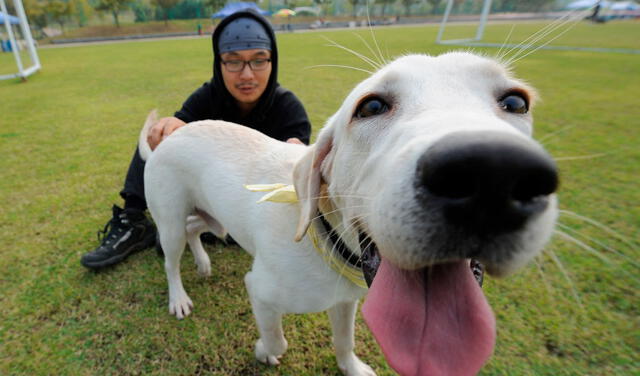 Los perros suelen ser asociados al compañerismo, la lealtad y la protección. Foto: AFP