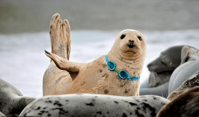 Foca con gafas de buceo alrededor del cuello muestra el alto nivel de contaminación del océano