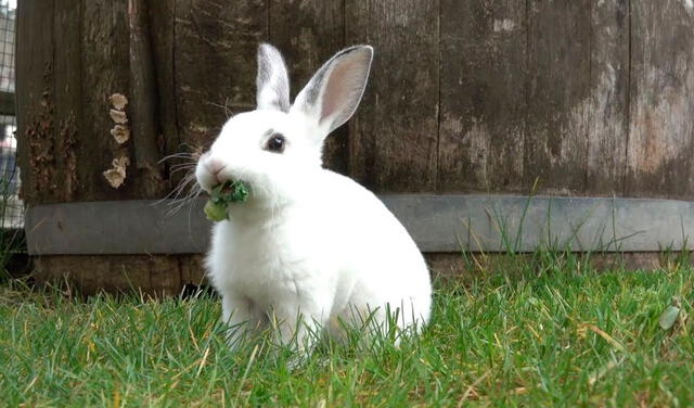 Ver un conejo comiendo en tu sueño te recuerda la necesidad de comprometerte con otros. Foto: Audacy Originals / YouTube