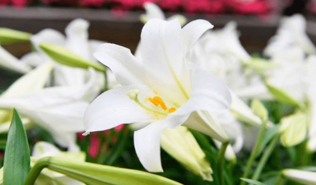Los lirios blancos son una de las flores que más se obsequian en San Valentín. Foto: AFP