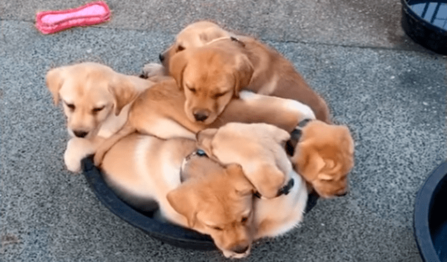 Seis tiernos cachorros encuentran la forma de entrar en un plato de comida