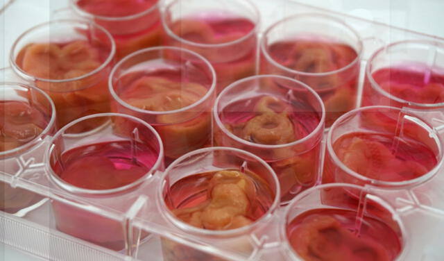 Las células humanas se alimentan con suero de donaciones de sangre caducadas y así se forma la carne. Foto: Dezeen