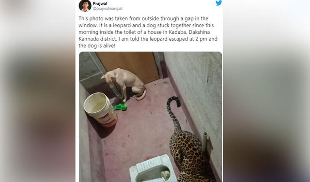 Perro sobrevive al quedar atrapado por siete horas con un enorme leopardo