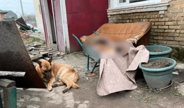 El perro estaba acostado junto al cuerpo de su amigo. Foto: captura de Facebook