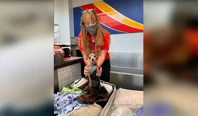 Facebook viral: pareja viaja de vacaciones y se sorprenden al encontrar a su perrita dentro de la maleta