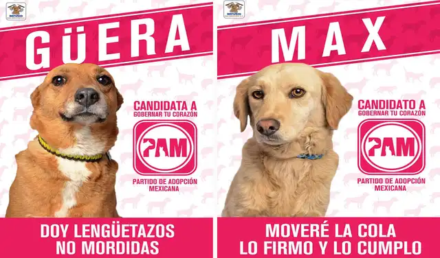 Facebook viral: refugio de animales lanza curiosa campaña para promover la adopción