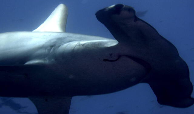 Tiburón martillo. Foto: EFE