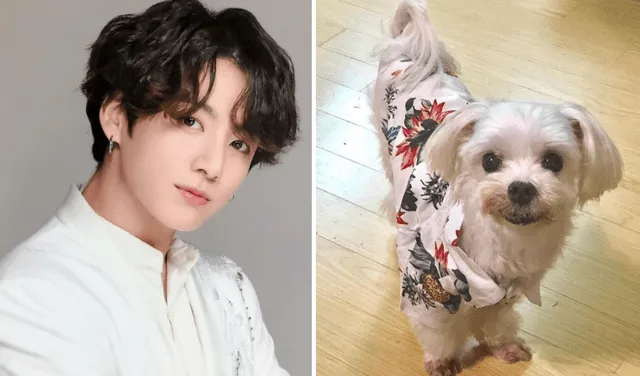 BTS Jungkook Gureum Mascota